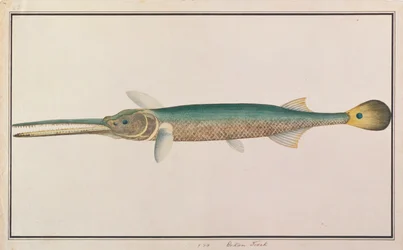 Pesce ago coda macchiata, da Disegni di pesci di Malacca, c.1805-18